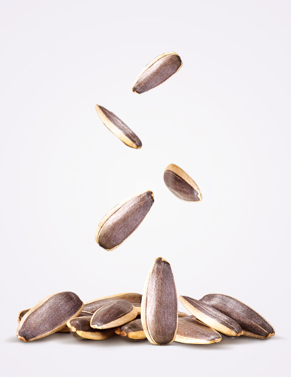 Sunflower Seed in Original Flavor